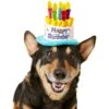 Frisco Birthday Cake Dog & Cat Hat -Cat Dog Supply Store 139518 MAIN. AC SS1800 V1540401491