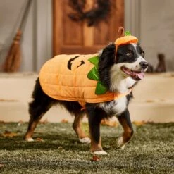 Frisco Pumpkin Dog & Cat Costume -Cat Dog Supply Store 144446 PT7. AC SS1800 V1567180408