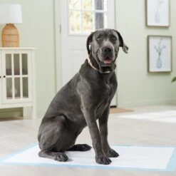 Frisco Premium Giant Dog Training & Potty Pads -Cat Dog Supply Store 152699 PT6. AC SS1800 V1674671620