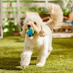 Frisco Fetch Squeaky Tennis Ball With Rubber Sleeve Dog Toy -Cat Dog Supply Store 152844 PT6. AC SS1800 V1691776576