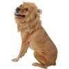 Frisco Lion Mane Dog & Cat Costume -Cat Dog Supply Store 158732 MAIN. AC SS1800 V1625873829