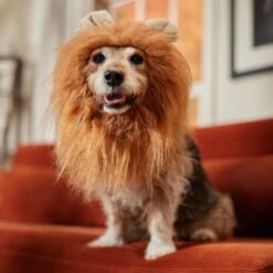 Frisco Lion Mane Dog & Cat Costume -Cat Dog Supply Store 158732 PT7. AC SS1800 V1691686202