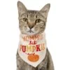 Frisco Mommy's Lil Pumpkin Dog & Cat Bandana -Cat Dog Supply Store 158936 MAIN. AC SS1800 V1689628232