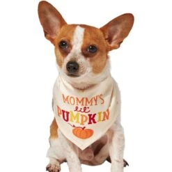 Frisco Mommy's Lil Pumpkin Dog & Cat Bandana -Cat Dog Supply Store 158936 PT2. AC SS1800 V1689629423