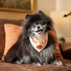 Frisco Mommy's Lil Pumpkin Dog & Cat Bandana -Cat Dog Supply Store 158936 PT4. AC SS1800 V1633064807