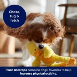 Frisco Duck Plush With Inside Rope Squeaky Dog Toy -Cat Dog Supply Store 174723 PT4. AC SS1800 V1695671059