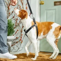 Frisco Nylon Step In Back Clip Dog Harness -Cat Dog Supply Store 220519 PT4. AC SS1800 V1605582116