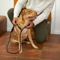 Frisco Reflective Rope Slip Lead Dog Leash -Cat Dog Supply Store 221212 PT4. AC SS1800 V1699388234