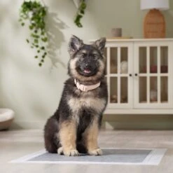 Frisco Extra Large Charcoal Dog Training & Potty Pads -Cat Dog Supply Store 227460 PT6. AC SS1800 V1674665620