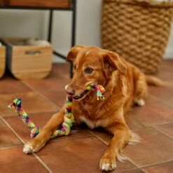 Frisco 4-Knot Tri-Color Rope Dog Toy -Cat Dog Supply Store 242139 PT2. AC SS1800 V1605208764