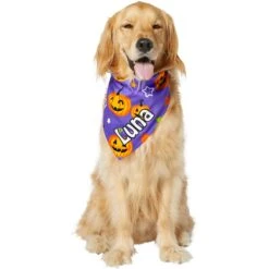 Frisco Halloween Pumpkins Personalized Dog & Cat Bandana -Cat Dog Supply Store 242815 PT6. AC SS1800 V1618509475