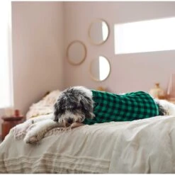 Frisco Dog & Cat Cozy Plush Fleece PJs, Green Plaid -Cat Dog Supply Store 268517 PT5. AC SS1800 V1637644798