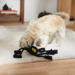 Frisco Halloween Spider Rope Dog Toy -Cat Dog Supply Store 270504 PT3. AC SS1800 V1624825021