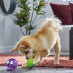 Frisco Halloween Sugar Skulls Latex Squeaky Dog Toy -Cat Dog Supply Store 270518 PT3. AC SS1800 V1689878507