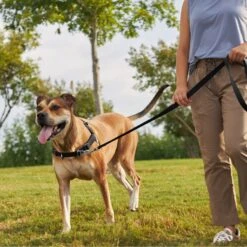 Frisco Basic No Pull Harness -Cat Dog Supply Store 277873 PT4. AC SS1800 V1629816999