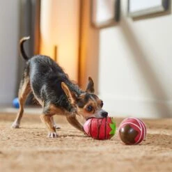 Frisco Valentine Chocolate Covered Strawberries Latex Squeaky Dog Toy 8 Frisco Valentine Chocolate Covered Strawberries Latex Squeaky Dog Toy -Cat Dog Supply Store 298923 PT3. AC SS1800 V1701365172