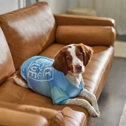 Frisco Peace Love Rescue Dog & Cat T-Shirt 13 Frisco Peace Love Rescue Dog & Cat T-Shirt -Cat Dog Supply Store 315068 PT8. AC SS1800 V1646351303