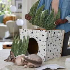 Frisco Potted Succulent Cardboard Cat House 11 Frisco Potted Succulent Cardboard Cat House -Cat Dog Supply Store 317723 PT3. AC SS1800 V1688677248