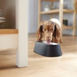 Frisco Long Eared Breed Stainless Steel Dog Bowl, Black, 2 Cup -Cat Dog Supply Store 331530 PT2. AC SS1800 V1657656874