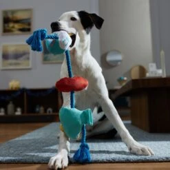 Frisco Hanukkah Celebration Plush With Rope Squeaky Dog Toy -Cat Dog Supply Store 360986 PT3. AC SS1800 V1661874063