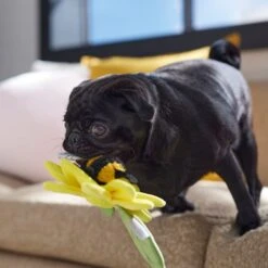 Frisco Spring Sunflower Plush Squeaky Dog Toy -Cat Dog Supply Store 546766 PT4. AC SS1800 V1702500565