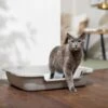 Frisco Senior And Kitten Cat Litter Box -Cat Dog Supply Store 580974 MAIN. AC SS1800 V1665518938
