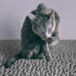 CatGuru Litter Mat, Gray -Cat Dog Supply Store 641030 PT4. AC SS1800 V1663797989