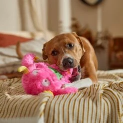 Frisco Halloween Zany Monster Muscle Plush Squeaky Dog Toy -Cat Dog Supply Store 668166 PT3. AC SS1800 V1689271301