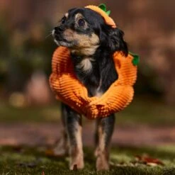 Frisco Pumpkin Ball Dog & Cat Costume -Cat Dog Supply Store 708902 PT7. AC SS1800 V1689282553