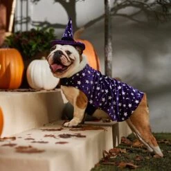 Frisco Cosmic Witch Dog & Cat Costume -Cat Dog Supply Store 708982 PT7. AC SS1800 V1689350987