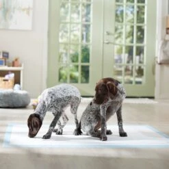 Frisco Mega Non-Skid Ultra Premium Dog Training & Potty Pads -Cat Dog Supply Store 793822 PT6. AC SS1800 V1683033862