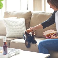 Frisco Corndog Interactive Plush Squeaky Dog Toy & Frisco Guacamole Hide & Seek Puzzle Plush Squeaky Dog Toy -Cat Dog Supply Store 962086 PT3. AC SS1800 V1694782979