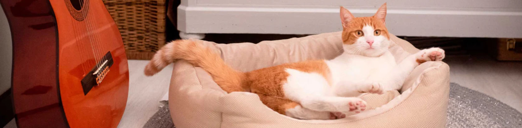 Cat Dog Supply Store -Cat Dog Supply Store SDFDF